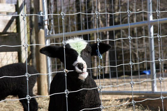 reparierte 1.2m knotet das hohe Schaf-Vieh Bauernhof-Schutz Field Fence des Zaun-50m 100m