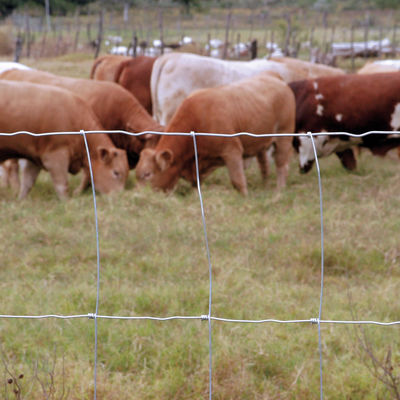 1.8m Landwirtschafts-Wiesen-Feld reparierte Knoten-hochfesten Zaun